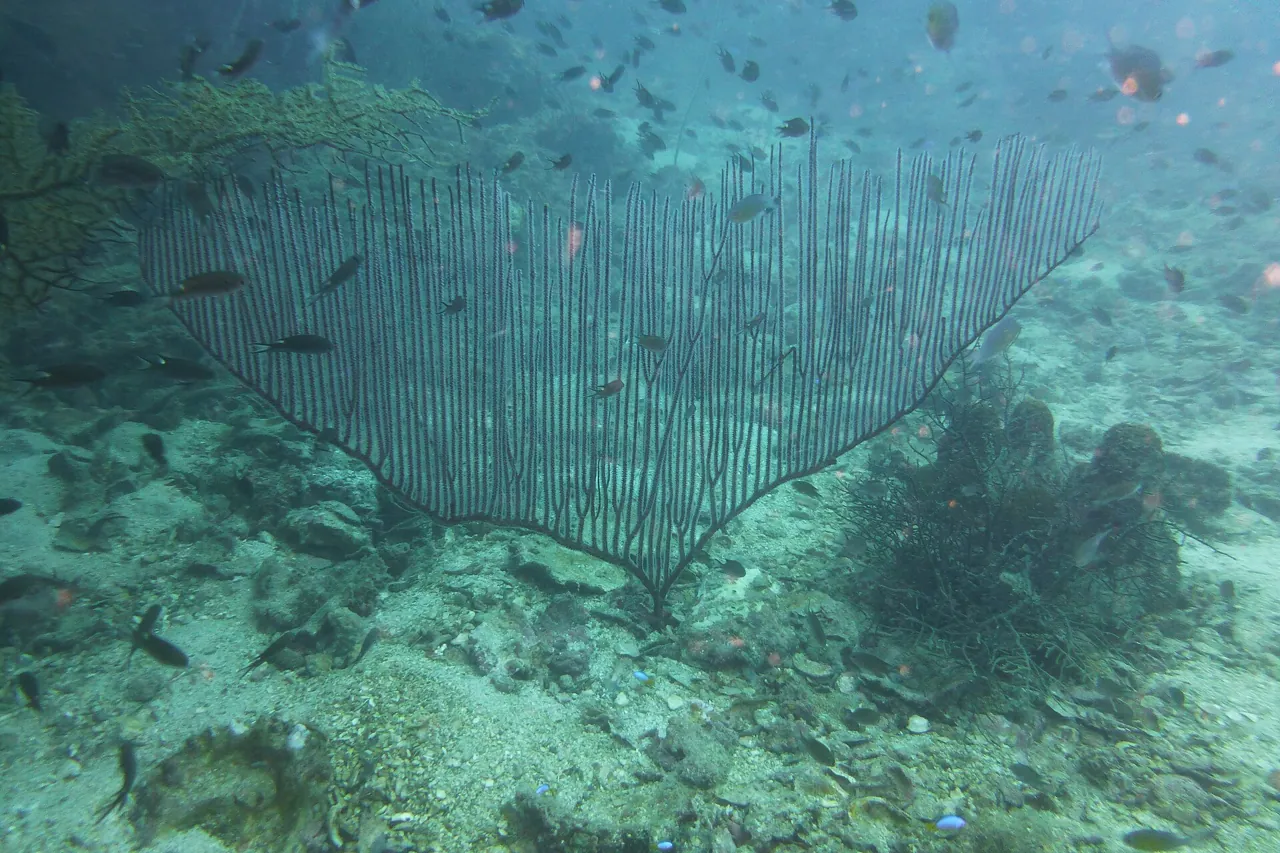 Sea fan and reef fish around Koh Tao